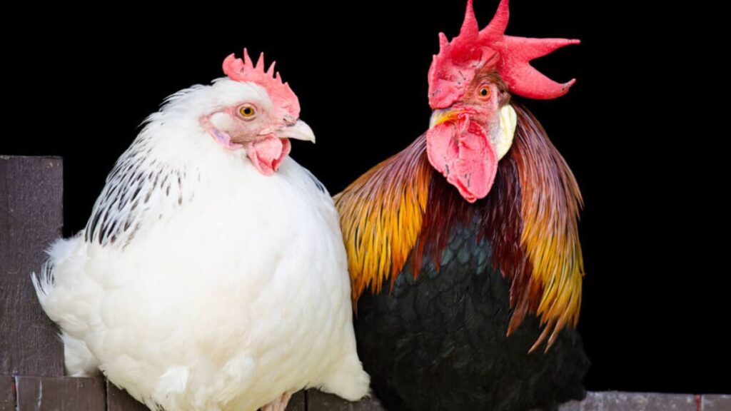 Fur Hen vs. Traditional Chickens: What Makes Them Special?